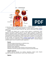 sistemul endocrin