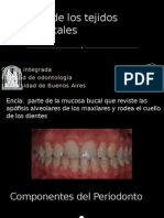 Biología de Los Tejidos Periodontales Integrada