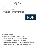 Anatomía de la vejiga, ureteres, uretra, útero, trompas uterinas, ovarios y vagina