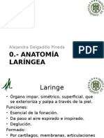 Anatomia Laringea