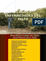 PRINCIPALES PLAGAS Y ENFERMEDADES DEL PALTO