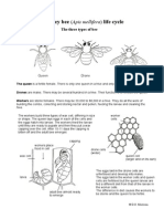 Honey Bee Life Cycle