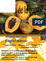 Cultivo de La Papaya