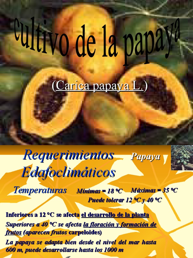 Cultivo y manejo de la papaya | PDF | Siembra | Riego