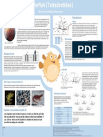 Poster Example - Puffer Fish