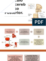 Fascículo Espinocerebeloso Anterior 1