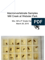 Mrs. Hill's Class - Macroinvertebrate Samples 3/29/2010