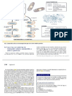 Resumen de Fisiología