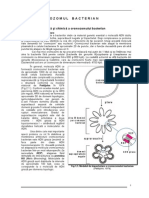 Cromozom Bacterian