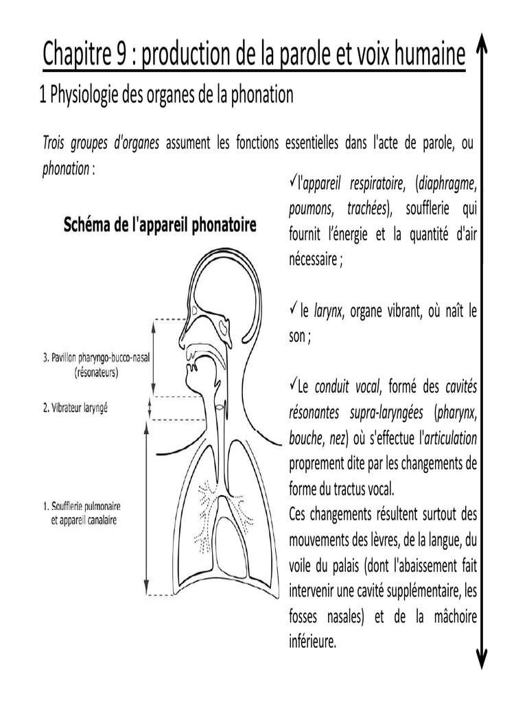 Physiologie de la production vocale | PDF | Voyelle | Voix humaine