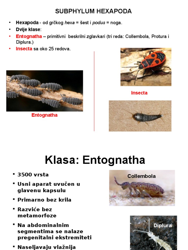 2.2.5. Insecta | PDF