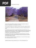 JACARANDA AZUL – Jacaranda Mimosifolia