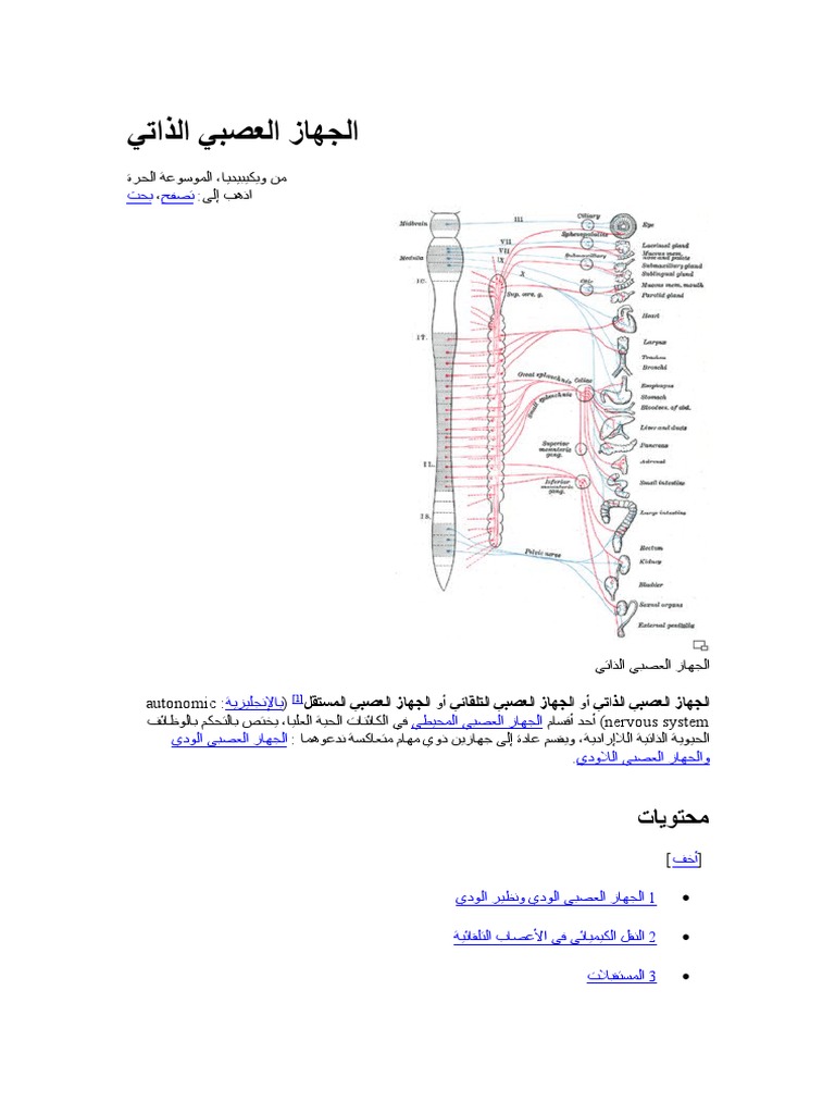 الباحثون السوريون سلسلة كيف يعمل جسم الإنسان الجهاز العصبي الذاتي