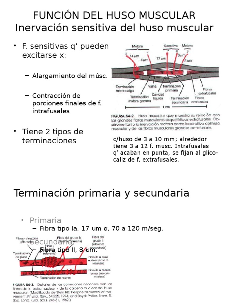 Función Del Huso Muscular PDF