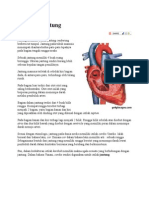 Anatomi fisiologi  Jantung 