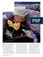 DOZ Mine: OPERATION FOCUS - Indonesia