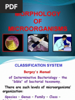 Morpholofy of Mo