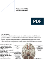 Nervii Cranienig