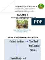 Importancia Del Cultivo de Banano en El Ecuador