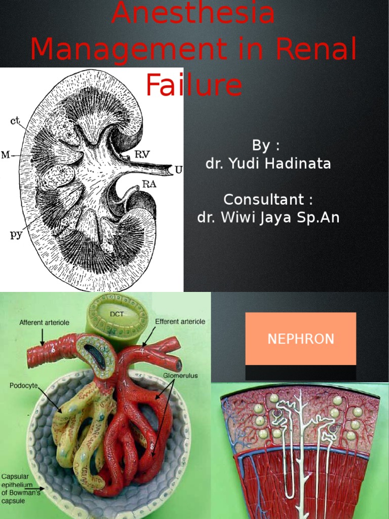 Anesthesia in Renal Failure Management | PDF | Renal Function | Creatinine