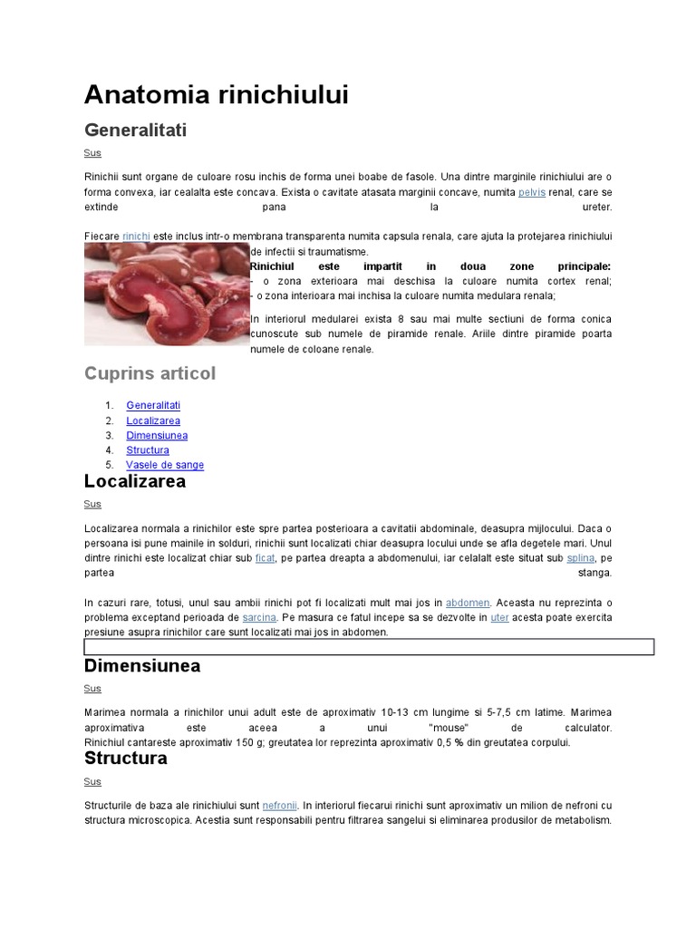 Anatomia Rinichiului | PDF