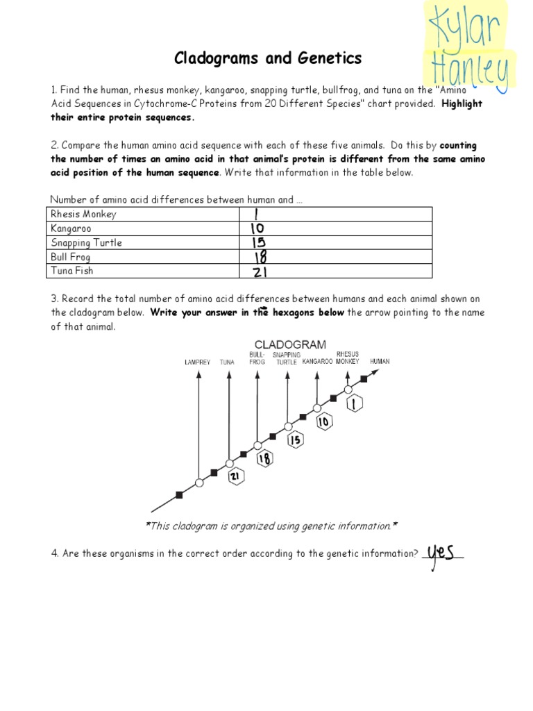 28 Cladogramsandgenetics  PDF  Nucleic Acid Sequence  Genetics