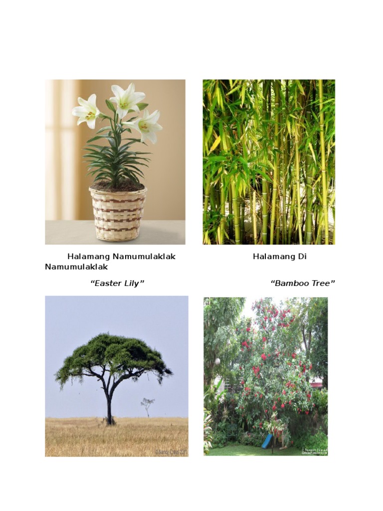 Halamang Namumulaklak Halamang Di Namumulaklak