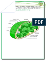 Observación de plastidios y estomas