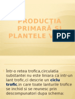 Producţia Primară Şi Plantele Verzi