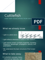 How Cuttlefish Vision Differs From Our Own