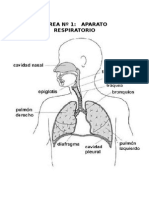 Aparato Respiratorio