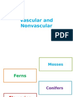 vascular and nonvascular
