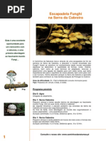 Cogumelos-Cabreira_set2012