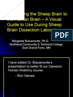 Comparing The Sheep Brain To The Human Brain - A Visual Guide To Use During Sheep Brain Dissection Laboratories