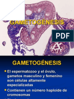 GAMETOGÉNESIS