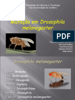 Drosophila melanogaster(1)