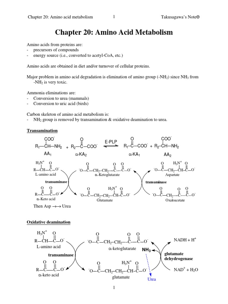 Chapter 20: Amino Acid Metabolism: Transamination | PDF | Biosynthesis ...