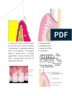 PR Periodonsia