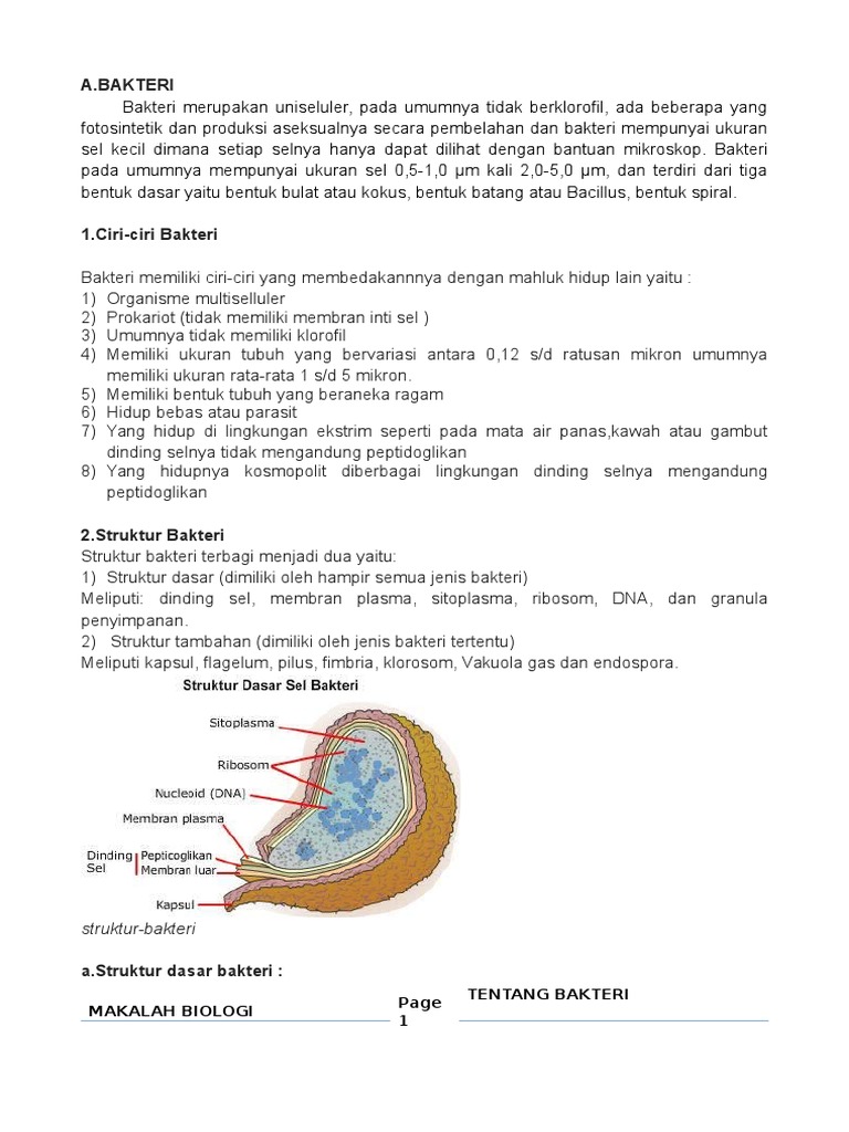 Makalah Biologi Tentang Bakteri