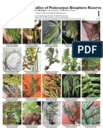 Epiphytic Ferns and Allies of Podocarpus Biosphere Reserve