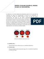 Informe - Observacion de Celulas