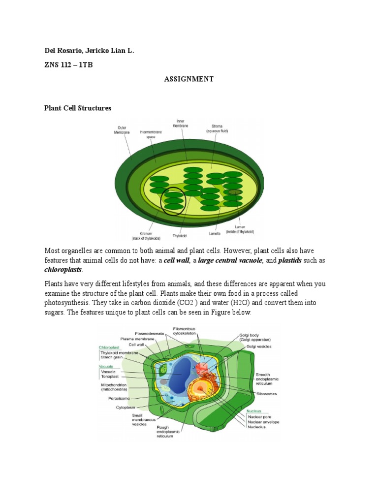 Assignment Biology | Vacuole | Cell Wall