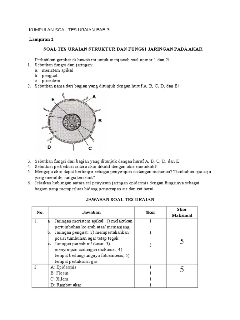  Soal  Uraian Struktur  Dan  Fungsi  Jaringan  Tumbuhan 