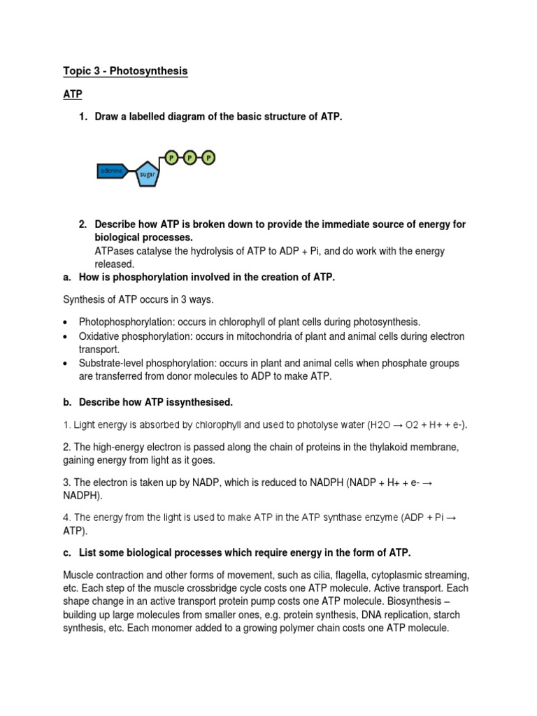 Understanding ATP and Photosynthesis | PDF | Photosynthesis | Adenosine ...