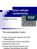 Extra Cellular Components