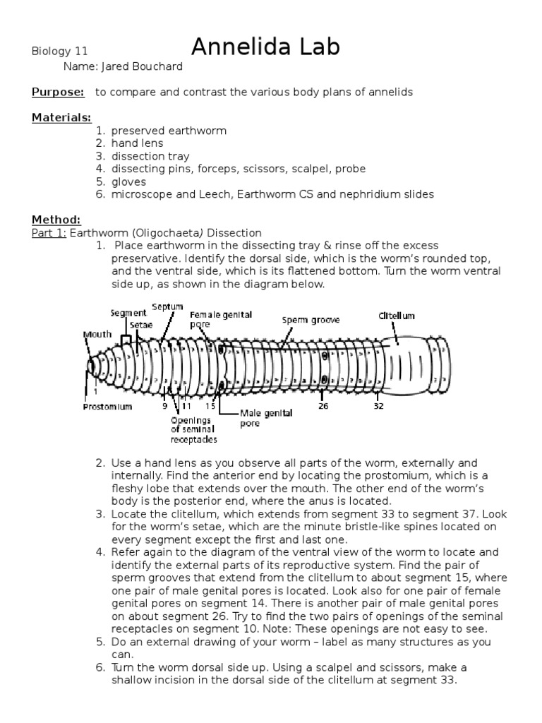 What Is The Dorsal Side Of An Earthworm