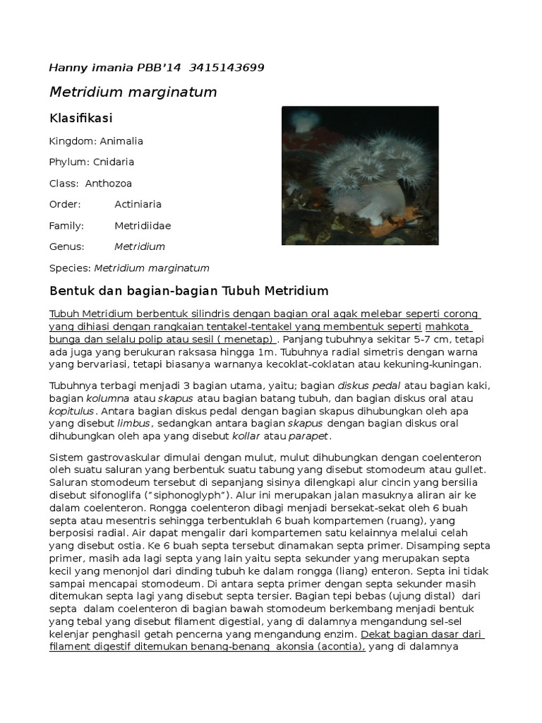 Morfologi dan Klasifikasi Metridium | PDF