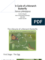 The Life Cycle of A Monarch Butterfly