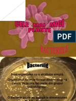 Bacterii