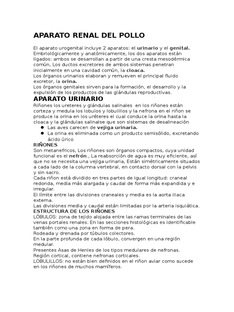 Anatomía del Riñón en Pollos | PDF | Riñón | Sistema urinario